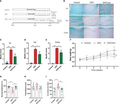 The effects of venlafaxine on depressive-like behaviors and gut microbiome in cuprizone-treated mice